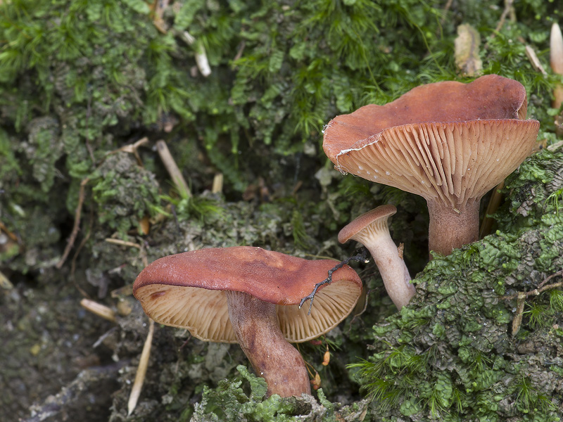 Lactarius rostratus